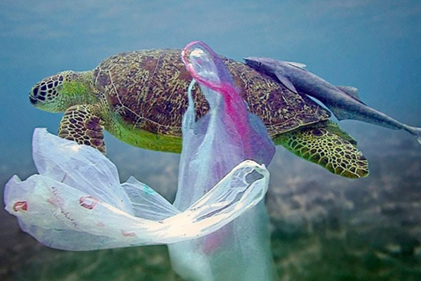 A sea turtle entangled in a plastic bag underwater.