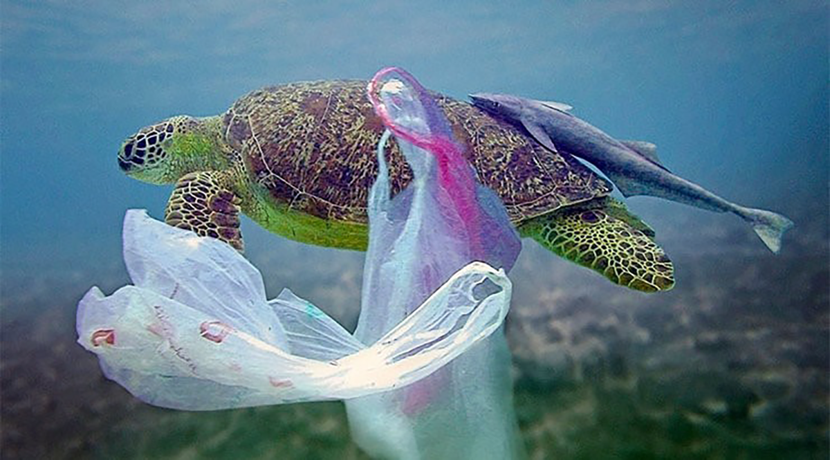 A sea turtle entangled in a plastic bag underwater.